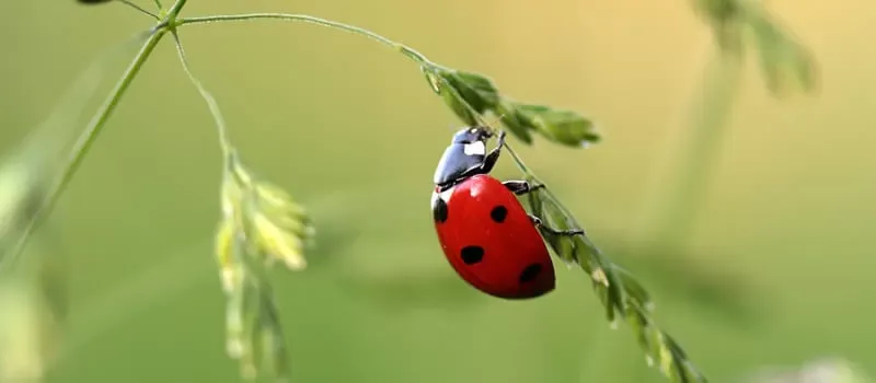 Bugs são essenciais